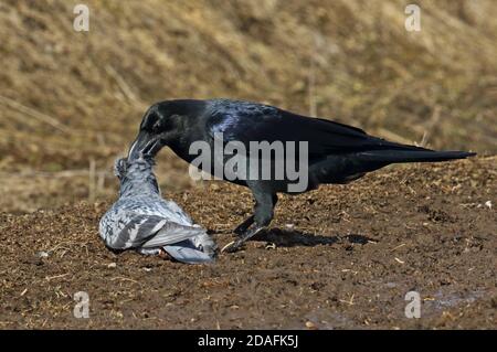 Large-billed Crow (Corvus macrorhynchos japonensis) adult predating Feral Pigeon (Columba livia)  Akan, Hokkaido, Japan        March Stock Photo