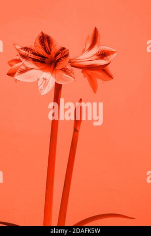 Belle fleur d'amaryllis dans un ton de lave luxuriant Banque D'Images