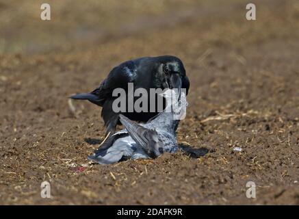 Large-billed Crow (Corvus macrorhynchos japonensis) adult predating Feral Pigeon (Columba livia)  Akan, Hokkaido, Japan        March Stock Photo