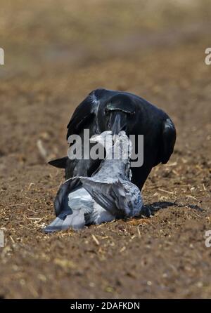 Large-billed Crow (Corvus macrorhynchos japonensis) adult predating Feral Pigeon (Columba livia)  Akan, Hokkaido, Japan        March Stock Photo