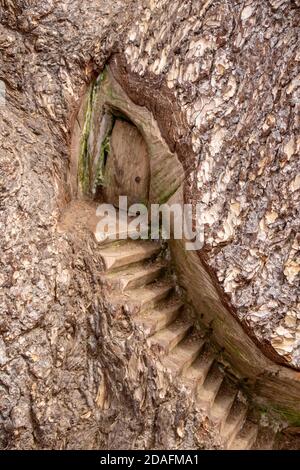 porte de fées en bois sculptée dans un tronc d'arbre une porte entre le monde humain et le royaume magique Banque D'Images