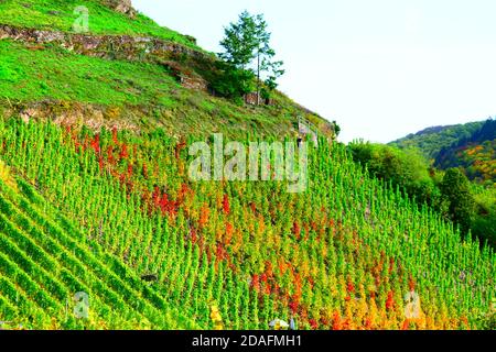 Vignobles au-dessus de Klotten en automne Banque D'Images