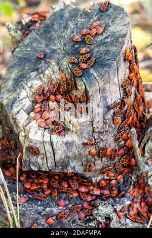 Groupe de punaises, Pyrrhocoris apterus sur souche. Vue verticale, mise au point sélective. Banque D'Images