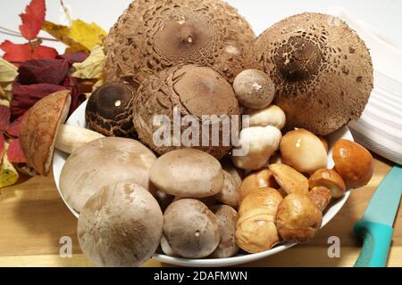 Mélange de champignons sur l'unité de cuisine en bois. Il y a ces espèces - agaric nuageux, champignon parazol, boléte d'été, Suillus luteus et Leccinum Rufum Banque D'Images