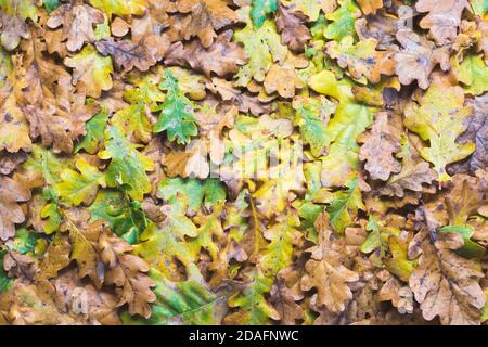 Arrière-plan de feuilles de chêne. Plein de couleurs d'automne. La saison d'automne est colorée dans la nature. Tons vert, jaune et marron. Banque D'Images