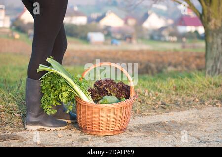 Panier en osier rempli de légumes frais posés sur le sol, près des jambes de la femme. Fraîcheur du marché local ou concept de jardin propre. Banque D'Images