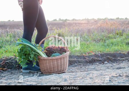 Panier en osier rempli de légumes frais posés sur le sol, près des jambes de la femme. Fraîcheur du marché local ou concept de jardin propre. Banque D'Images