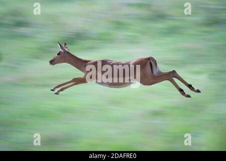 Impala (Aepyceros melampus) en course à pied, Nakuru, Kenya Banque D'Images