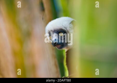 Coquerel's Sifaka (Propithecus coquereli) dans la forêt de bambou, Madagascar Banque D'Images