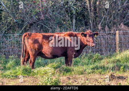 L'une des vaches du sondage rouge a présenté le projet de remillage de Ken Hill à Norfolk en tant qu'animaux de pâturage de conservation. Banque D'Images