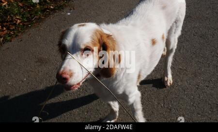 Un drôle de mélange de chiens de poseur breton portant une lame cassée de herbe sur son nez lors d'une promenade au soleil et a l'air amusé Banque D'Images