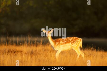 Gros plan d'un cerf en jachère dans le champ de l'herbe à l'automne, au Royaume-Uni. Banque D'Images