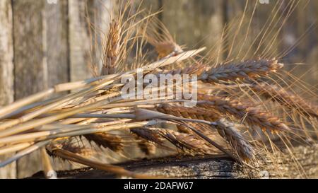 Les pointes de blé mûri reposent sur un banc en bois. Banque D'Images