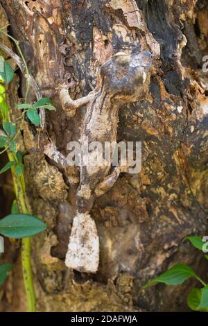 Gecko à queue de feuille de mousse (Uroplatus sikorae), Madagascar Banque D'Images