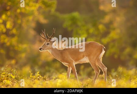 Gros plan d'un cerf de Pampas dans la prairie, Pantanal, Brésil. Banque D'Images