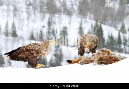 Gros plan de deux aigles à queue blanche (Haliaeetus albicilla) en hiver, en Norvège. Banque D'Images