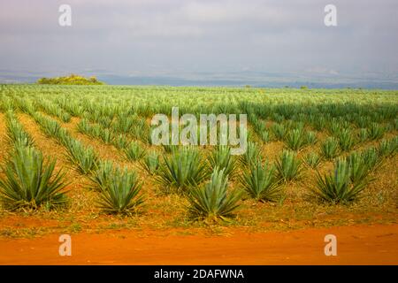 La culture du sisal (Agave sisalana) dont la fibre peut être utilisée pour fabriquer des cordes, de la ficelle, du papier, etc., fort Dauphin, Madagascar Banque D'Images