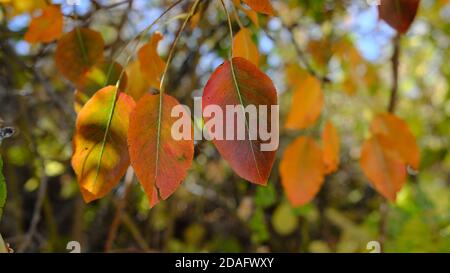 Gros plan de feuilles jaunes et vertes qui deviennent dorées Banque D'Images