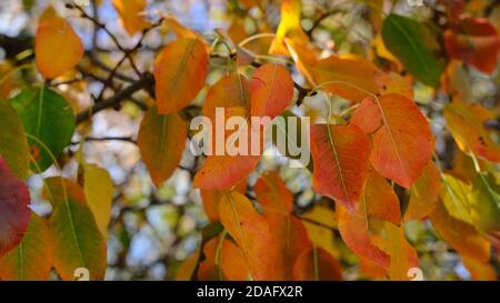 Gros plan de feuilles jaunes et vertes qui deviennent dorées Banque D'Images