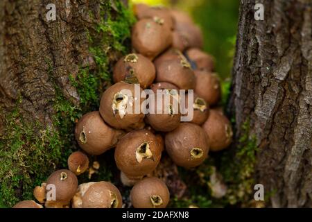 Pyriforme lycoperdon mature contenant des spores Banque D'Images