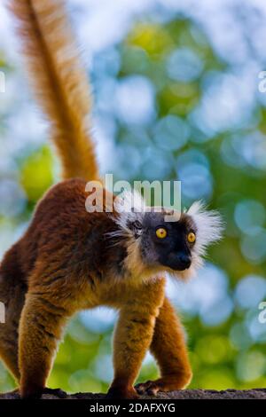 Lémurien noir femelle (Eulemur macaco) avec les cheveux bruns, Nosy Be, Madagascar Banque D'Images