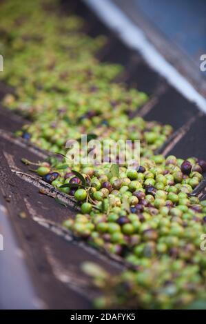 les olives sur le tapis roulant sont prêtes pour la production de huile extra vierge Banque D'Images