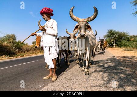 un berger rajasthani sur le chemin avec son troupeau de vaches. Banque D'Images