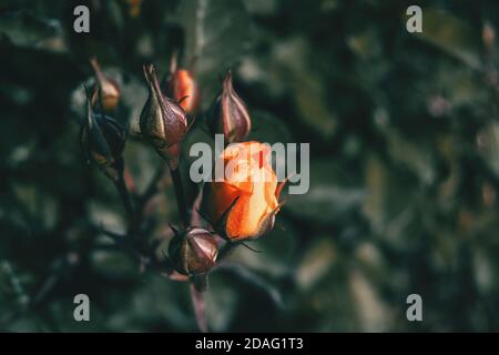 Gros plan d'une rose orange sur un bouquet entouré par rosebuds fermés Banque D'Images