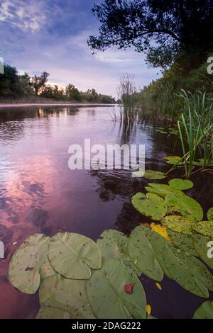 Des feuilles de nénuphars sur le lac sous le ciel du coucher du soleil Banque D'Images