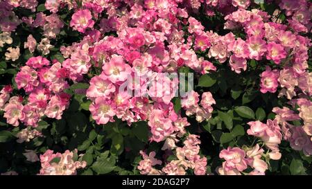 roses naturelles dans le jardin. Banque D'Images