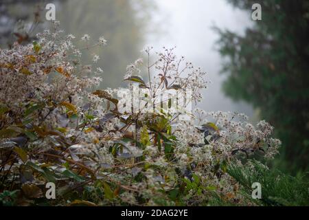 Clématis flétrisé avec gouttes de pluie. Concept d'automne. Banque D'Images