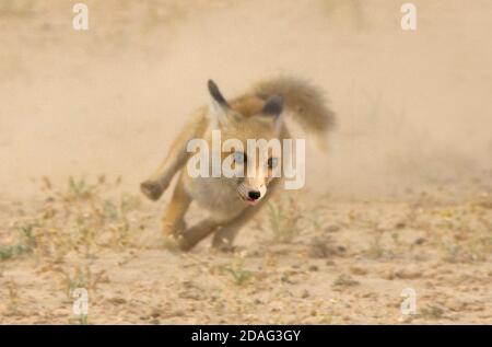 Fennec Fox (Vulpes zerda) dans le désert du Sahara, la Tunisie Banque D'Images
