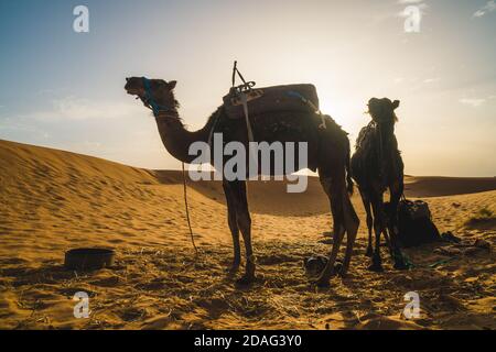 Chameaux silhouettes au coucher du soleil dans le désert du Sahara, Maroc, Afrique Banque D'Images