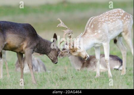 Richmond Park, Londres, Royaume-Uni. 12 novembre 2020. Saison d'ornièvrerie dans Richmond Park. La saison des orniers se situe entre septembre et début novembre au Royaume-Uni. Deux jeunes mâles se cognant des têtes. Andrew Steven Graham/Alamy Live News Banque D'Images