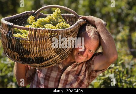 Préparateur de raisin et panier traditionnel en osier de Bourgogne Grands crus Chardonnay vignobles Louis Latour colline de Corton, Aloxe-Corton, Côte d'Or, France Banque D'Images