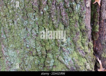 L'écorce des arbres couverts de mousse Banque D'Images