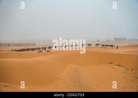 Merzouga, Maroc - AVRIL 29 2019 : vue sur les chameaux marchant dans une rangée dans le désert du Sahara, par une journée poussiéreuse et venteuse Banque D'Images