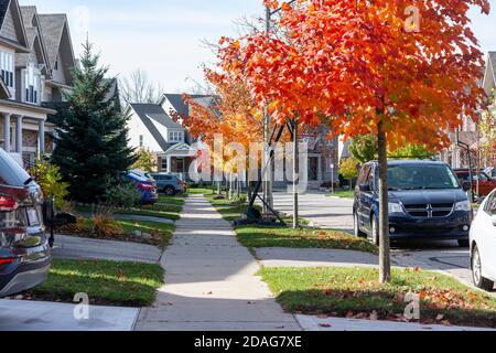 De jeunes érables ont été plantés dans la ville, dans de nouveaux quartiers, et à l'automne, ils ont peint la ville avec des couleurs magiques Banque D'Images