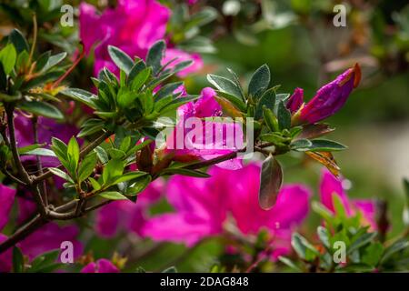 De belles fleurs de nénuphars roses (connues sous le nom de Zephyranthes rosea) dans un jardin avec des gouttes de rosée sur ses pétales. Banque D'Images