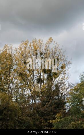 GUI (album de Viscum) sur les arbres Banque D'Images