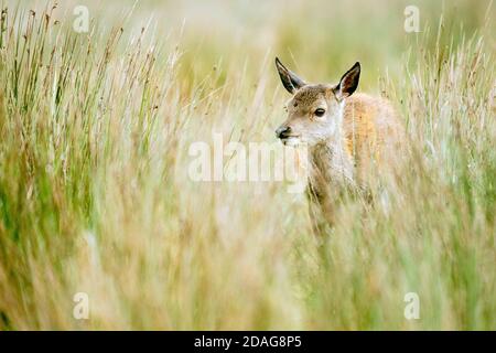 cerf rouge hind dans de l'herbe longue Banque D'Images