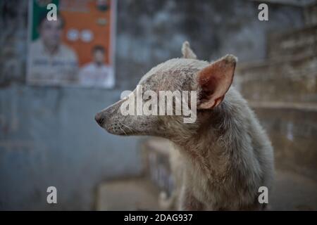 Varanasi, Inde, décembre 2015. Un chien errant dans une rue urbaine. Banque D'Images