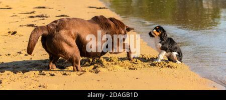 Un chien cavalier King charles, un chiot mignon jouant sur la plage avec un Labrador au chocolat Banque D'Images