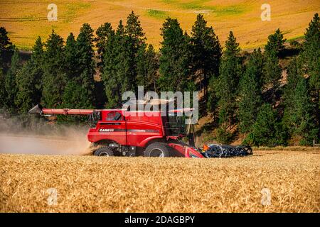 La moissonneuse-batteuse CaseIH récolte du blé sur les collines de la Palouse Région de l'est de Washington Banque D'Images