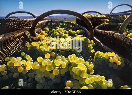 CÉPAGES CHARDONNAY LES CORBEILLES BOURGUIGNONNES RÉCOLTENT le Grand cru Corton Charlemagne Chardonnay raisins blancs dans les vignobles de Louis Latour, colline de Corton. Aloxe-Corton, Côte d'Or, France Côte de Beaune Banque D'Images