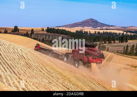 La moissonneuse-batteuse CaseIH récolte du blé sur les collines de la Palouse Région de l'est de Washington avec Steptep Butte en arrière-plan Banque D'Images