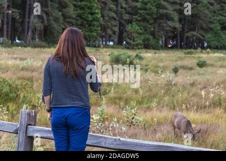 Pretty Woman prend des photos sur le smartphone du cerf sauvage au parc national de Yosemite, États-Unis. Banque D'Images