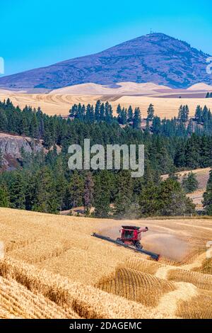 La moissonneuse-batteuse CaseIH récolte du blé sur les collines de la Palouse Région de l'est de Washington avec Steptep Butte en arrière-plan Banque D'Images