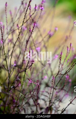 Verbena officinalis var grandiflora Bampton,vervain Bampton,vertical vivace,fines branches de wiry,violet profond feuillage,fleurs roses pourpres,fleurs,fleurs Banque D'Images