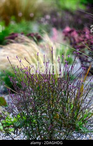 Verbena officinalis var grandiflora Bampton,vervain Bampton,vertical vivace,fines branches de wiry,violet profond feuillage,fleurs roses pourpres,fleurs,fleurs Banque D'Images